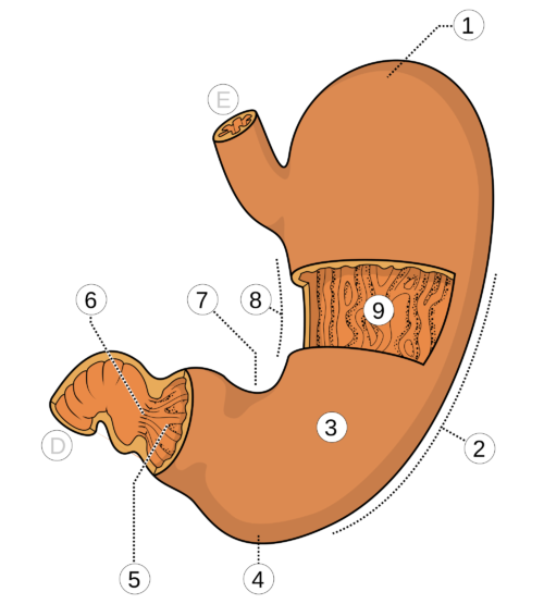 gastroskopia badanie przekrój żołądka